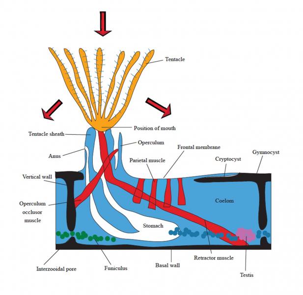 figure image